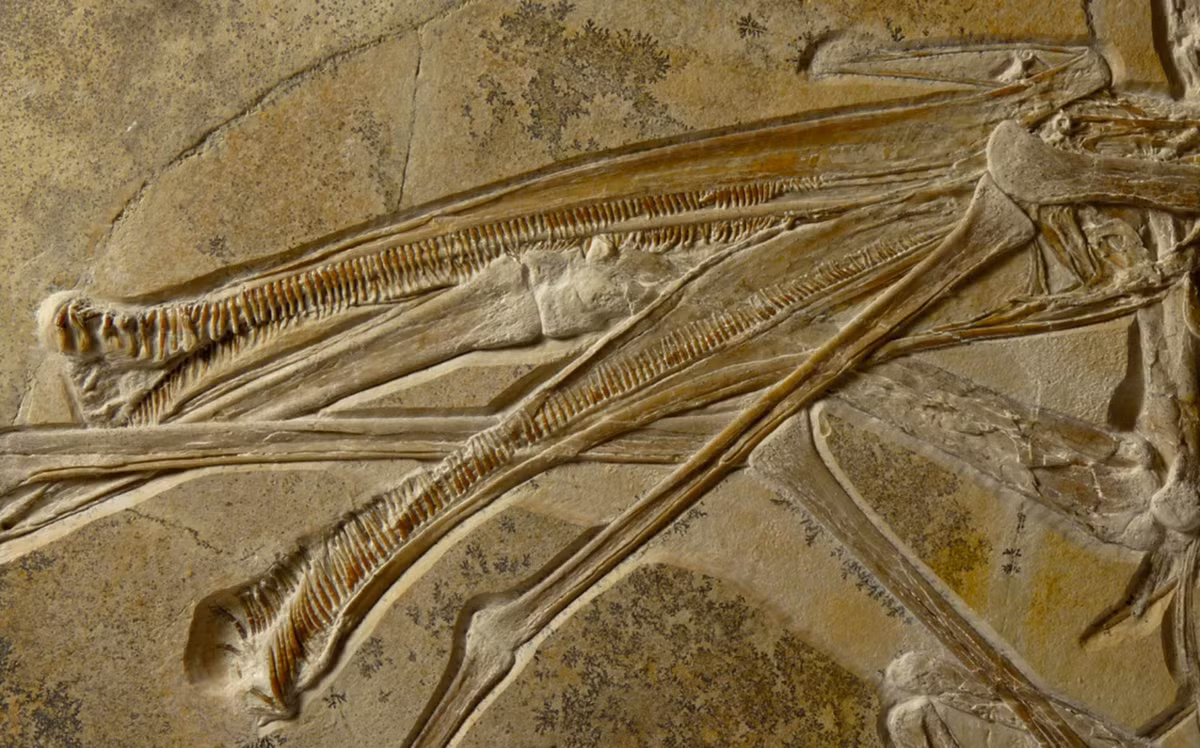 Rung ron dung nhan vua bau troi mieng moc 480 chiec rang-Hinh-2