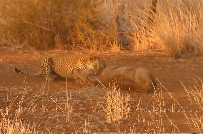 Video: Bao doat mang lon rung trong chop mat