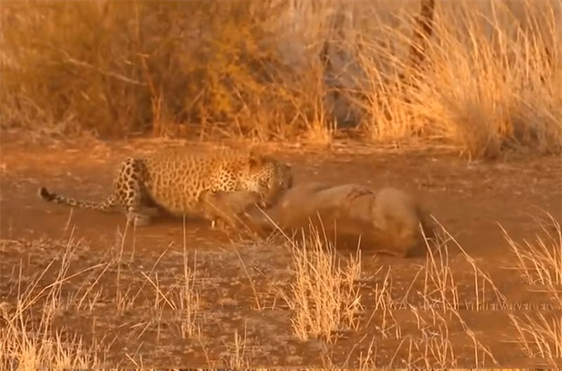 Video: Bao doat mang lon rung trong chop mat