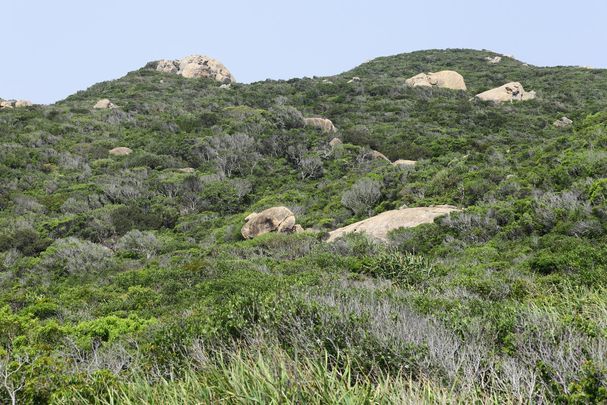 Kho bau cua Vuon Quoc gia Nui Chua-Hinh-7