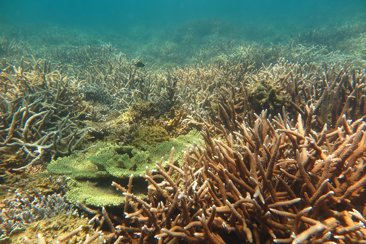 Kho bau cua Vuon Quoc gia Nui Chua-Hinh-6