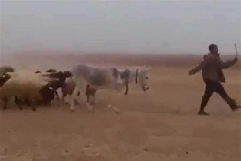 Video: “Chet cuoi” voi man dan gia suc di dieu hanh