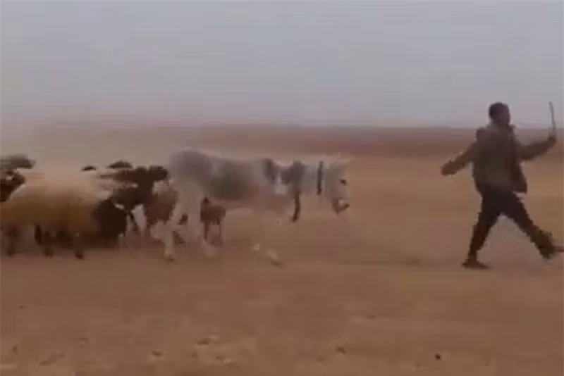 Video: “Chet cuoi” voi man dan gia suc di dieu hanh