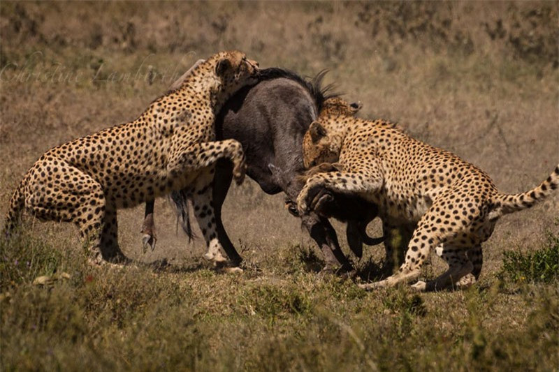 Video: Báo săn “gọi hội” truy sát linh dương đầu bò Video: Bao san “goi hoi” truy sat linh duong dau bo
