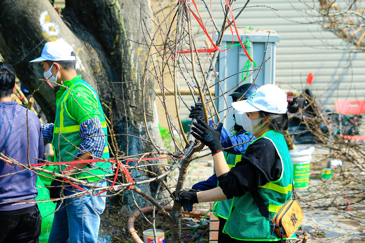 Họ luôn chân luôn tay thu dọn các cành đào do tiểu thương buôn bán ế ẩm vứt bỏ lại.