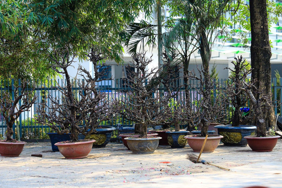 Chiều ngày 21/1 (tức 30 Tết) trên nhiều tuyến phố ở Hà Nội như Phạm Hùng Lê Văn Lương, Tố Hữu, Lạc Long Quân... tại các điểm bán hoa, cây cảnh phục vụ Tết Nguyên đán của các tiểu thương xảy ra tình trạng ế ẩm, không bóng người mua.