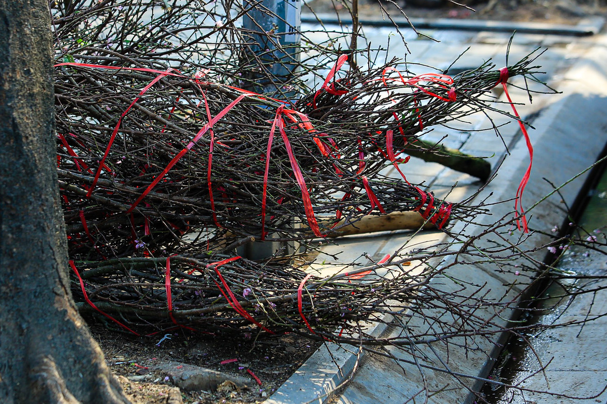 Những cành đào còn nguyên dây buộc từ khi được chở xuống Hà Nội để bày bán.