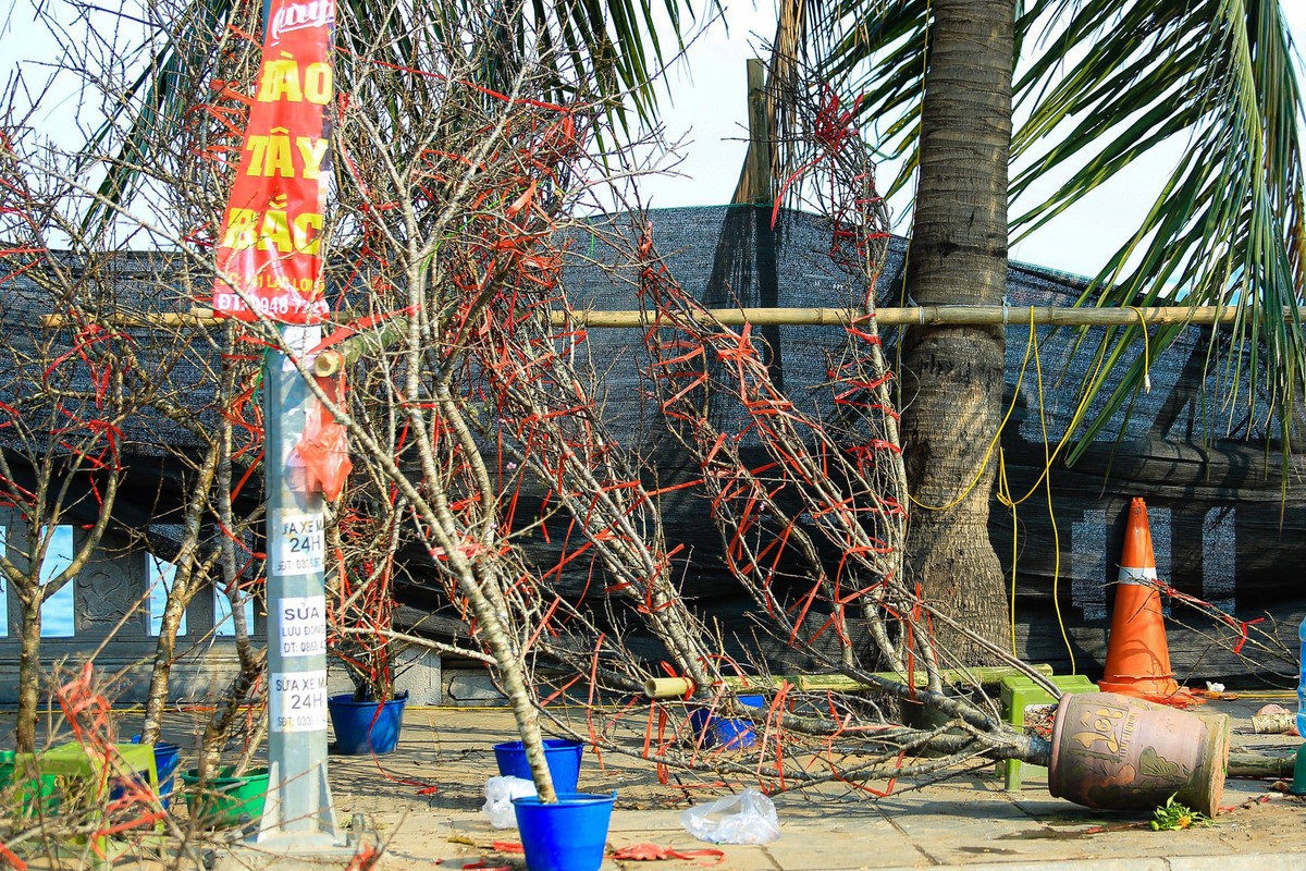 Nhiều tiểu thương chấp nhận bỏ lại những chậu cây đào, quất cảnh ế ven đường.