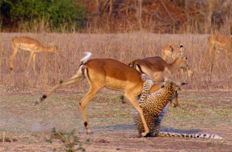 Video: Bị báo cắn cổ, linh dương vẫn thoát chết thần kỳ Video: Bi bao can co, linh duong van thoat chet than ky