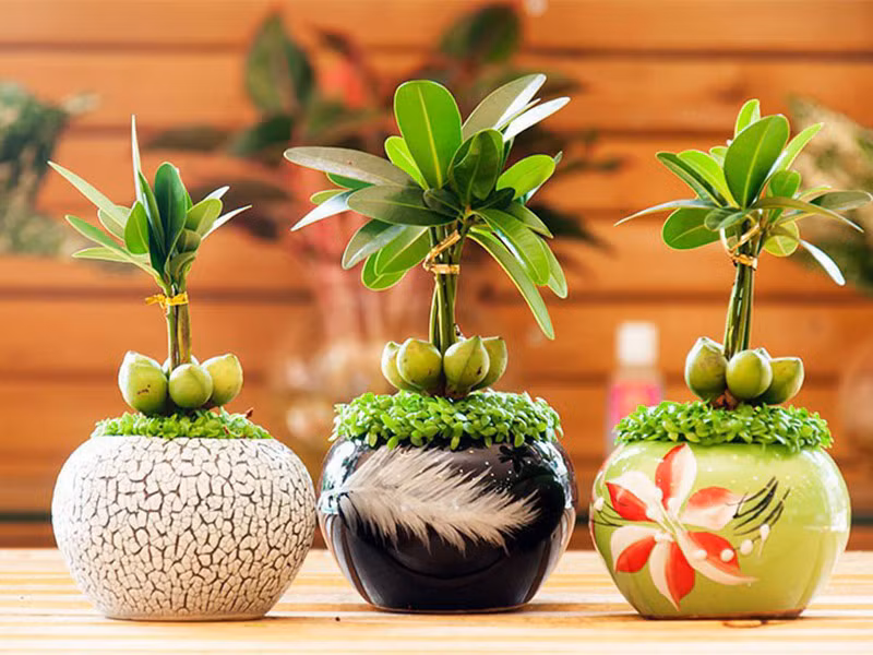 Bi quyet trang tri phong lam viec ngay Tet de ca nam thinh vuong-Hinh-4