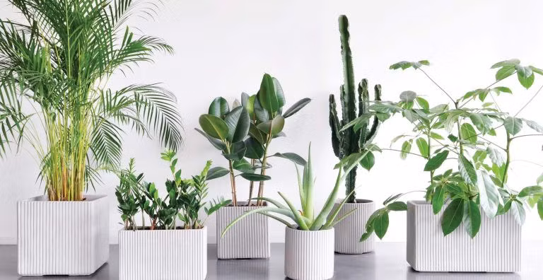 Bi quyet trang tri phong lam viec ngay Tet de ca nam thinh vuong-Hinh-5