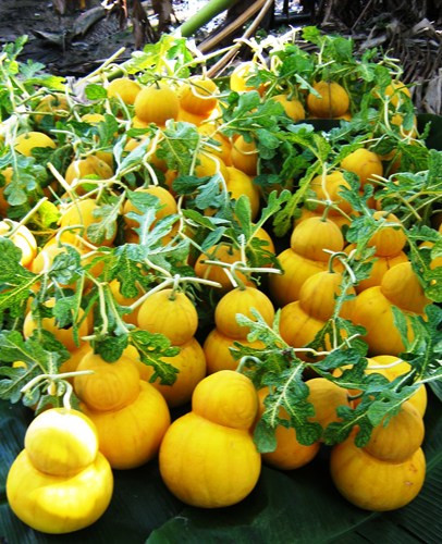  Các loại dưa hấu tạo hình hồ lô