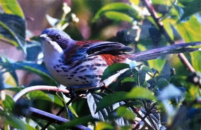 Loai chim quy hiem bac nhat the gioi xuat hien o Viet Nam-Hinh-2