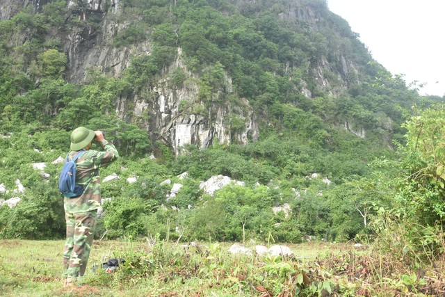 Tan muc cay gao co thu, 