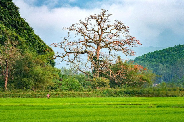 Tan muc cay gao co thu, 