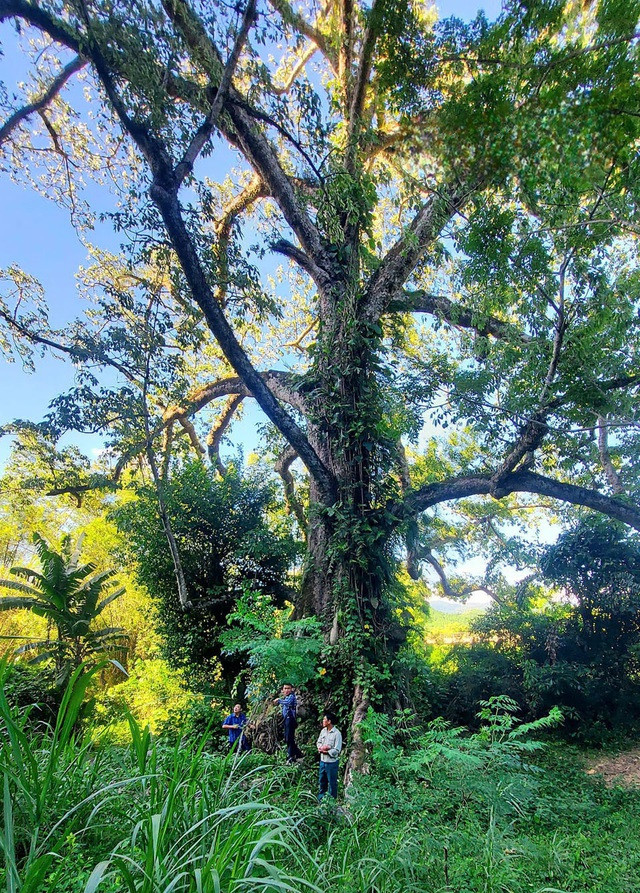 Tan muc cay gao co thu, 