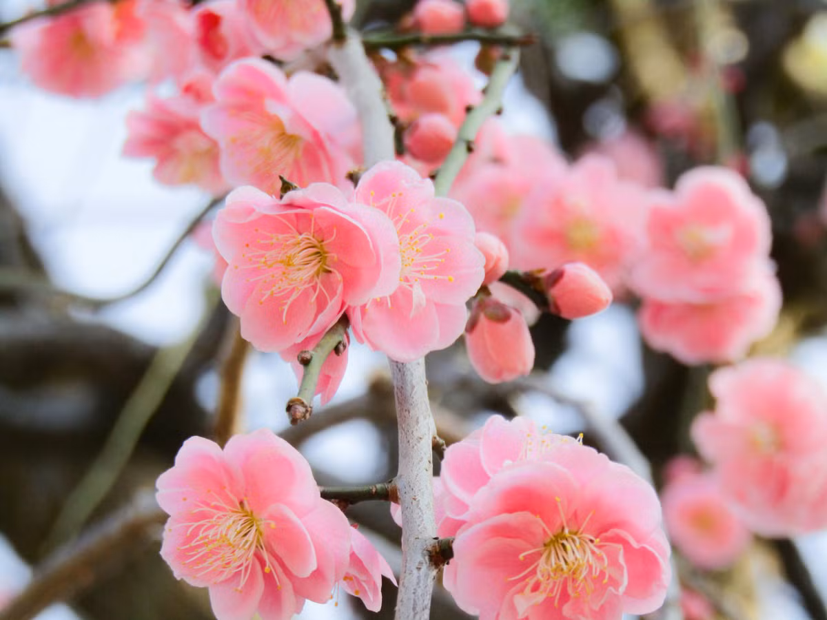 Tết Giáp Thìn, 5 con giáp bình an, cả năm tài lộc thịnh vượng - Hình 2 Tet Giap Thin, 5 con giap binh an, ca nam tai loc thinh vuong-Hinh-2