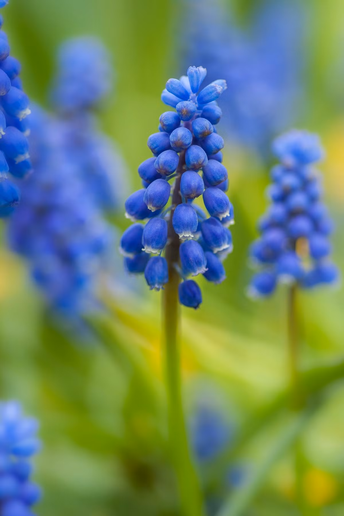 Tết Giáp Thìn, 5 con giáp bình an, cả năm tài lộc thịnh vượng - Hình 3 Tet Giap Thin, 5 con giap binh an, ca nam tai loc thinh vuong-Hinh-3