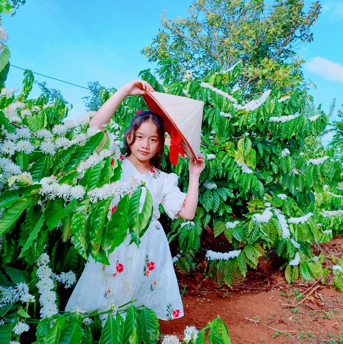 Mỗi mùa hoa cà phê, có rất đông người dân và du khách đến tham quan, chụp ảnh