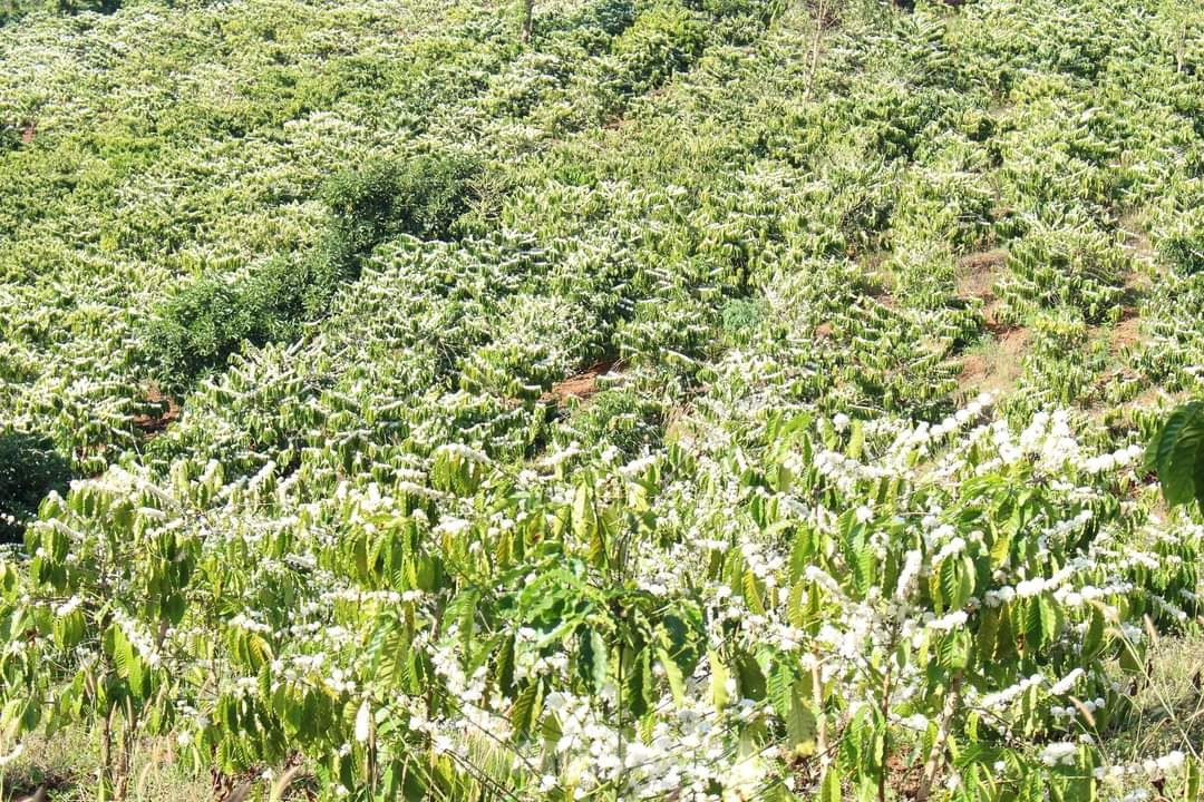 Chị Đinh Thùy Ngân (34 tuổi, huyện Hải Hậu, Nam Định) cho rằng, khách đến tỉnh Đắk Lắk du lịch sẽ bị mê hoặc bởi loài hoa này, không khỏi bâng khuâng khi rời xa.