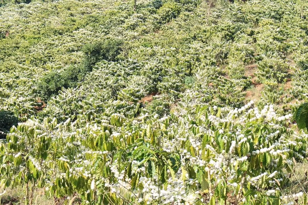 Chị Đinh Thùy Ngân (34 tuổi, huyện Hải Hậu, Nam Định) cho rằng, khách đến tỉnh Đắk Lắk du lịch sẽ bị mê hoặc bởi loài hoa này, không khỏi bâng khuâng khi rời xa.