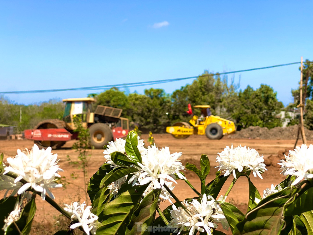Hoa cà phê nở rộ dọc 2 bên tuyến đường cao tốc Khánh Hòa - Buôn Ma Thuột.