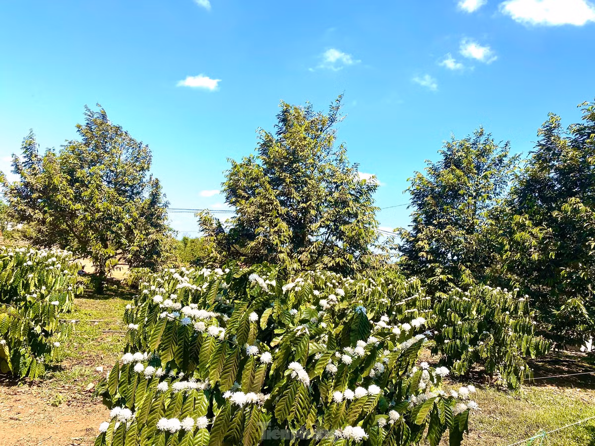 Sau khi thu hoạch quả xong, người nông dân thường tưới nước cho cây cà phê để hoa nở và phục hồi cây. Đây cũng là thời điểm mùa hoa cà phê khoe sắc ở Tây Nguyên.