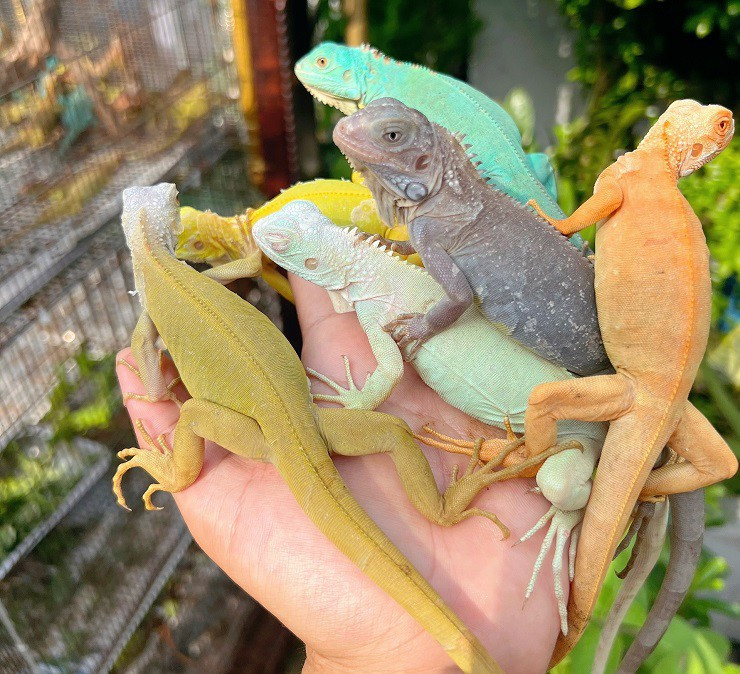 Nuôi rồng Nam Mỹ - 9x Sài Gòn có doanh thu cả trăm triệu đồng/tháng Nuoi rong Nam My - 9x Sai Gon co doanh thu ca tram trieu dong/thang