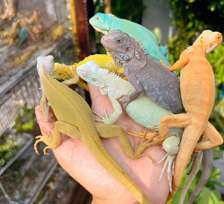 Nuoi rong Nam My - 9x Sai Gon co doanh thu ca tram trieu dong/thang