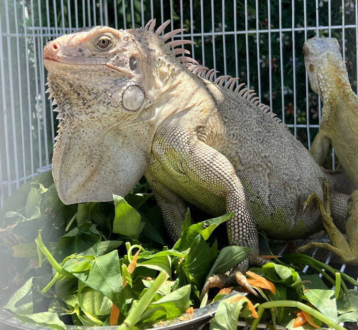 Nuoi rong Nam My - 9x Sai Gon co doanh thu ca tram trieu dong/thang-Hinh-9