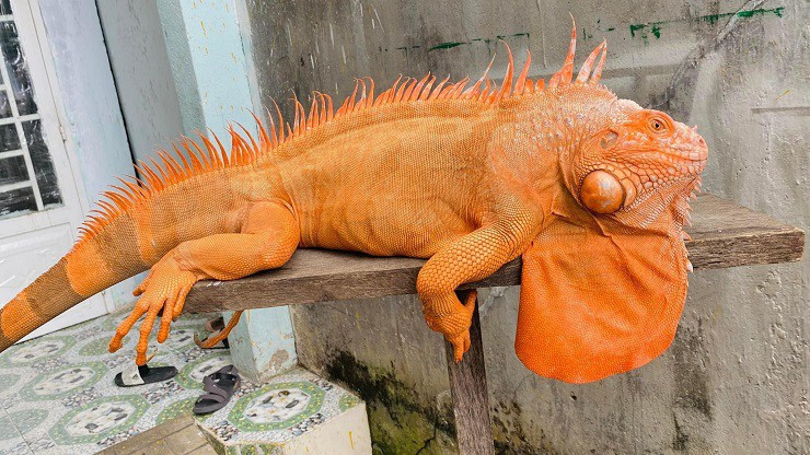 Nuoi rong Nam My - 9x Sai Gon co doanh thu ca tram trieu dong/thang-Hinh-4