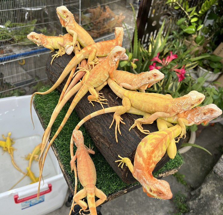 Nuoi rong Nam My - 9x Sai Gon co doanh thu ca tram trieu dong/thang-Hinh-3