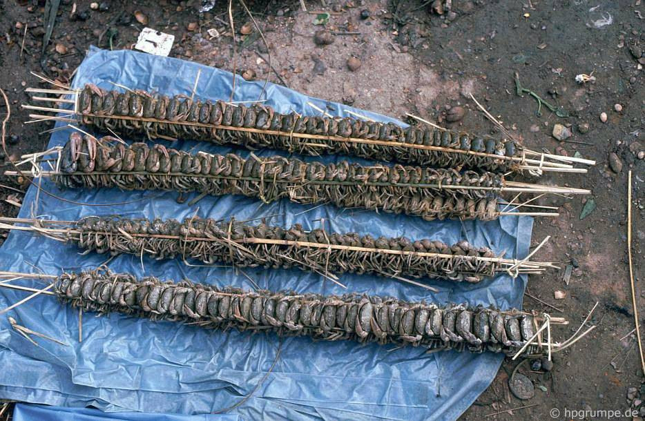 Cua suối bán ở chợ được buộc vào nẹp làm bằng tre vót trông rất bắt mắt. Ảnh: Hpgrumpe.de.