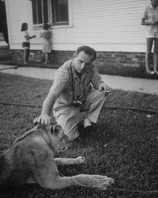 Nhiếp ảnh gia Joe Scherschel của tạp chí Life rón rén xoa đầu sư tử Blondie trong chuyến tác nghiệp tại gia đình Charlie. Ảnh: Life.