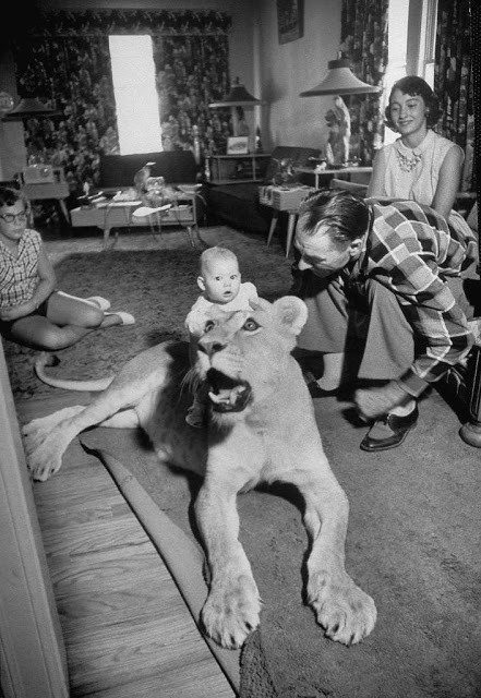 Karen, cháu gái ông Charles chơi đùa vô tư cùng sư tử. Ảnh: Life.