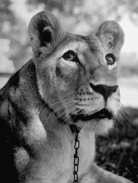 Khuôn mặt phởn phơ của Blondie khi nằm chơi trước sân nhà. Nó được mua về khi một tháng tuổi, đến thời điểm chụp bức ảnh này đã được hai tuổi. Ảnh: Life.