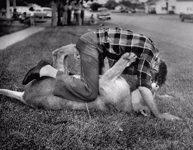 Sư tử Blondie chơi trò vật lộn cùng chủ nhân ở thảm cỏ trước nhà. Ảnh: Life.