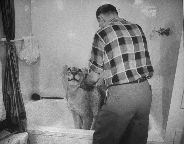 Ông Charles tắm cho sư tử cưng trong bồn tắm gia đình. Ảnh: Life.