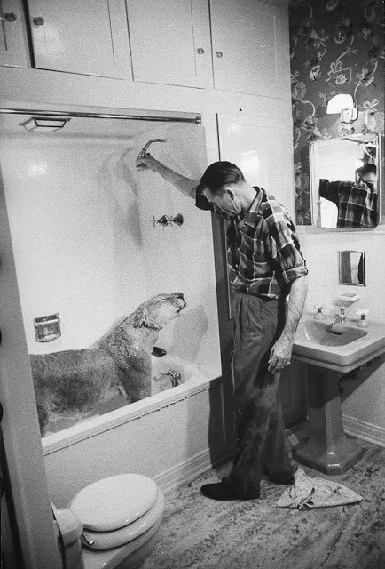 Blondia khoan khoái tận hưởng làn nước từ vòi sen. Ảnh: Life.