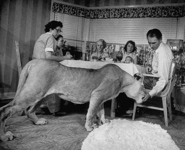 Sư tử Blondie ăn miếng thịt từ tay chủ nhân Charles Hipp trong bữa ăn có đủ các thành viên gia đình. Dường như với những con người này, nuôi sư tử không khác gì nuôi mèo. Ảnh: Life.