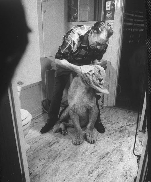 Ông Charles lau khô Blondie sau khi tắm cho nàng sư tử này. Ảnh: Life.