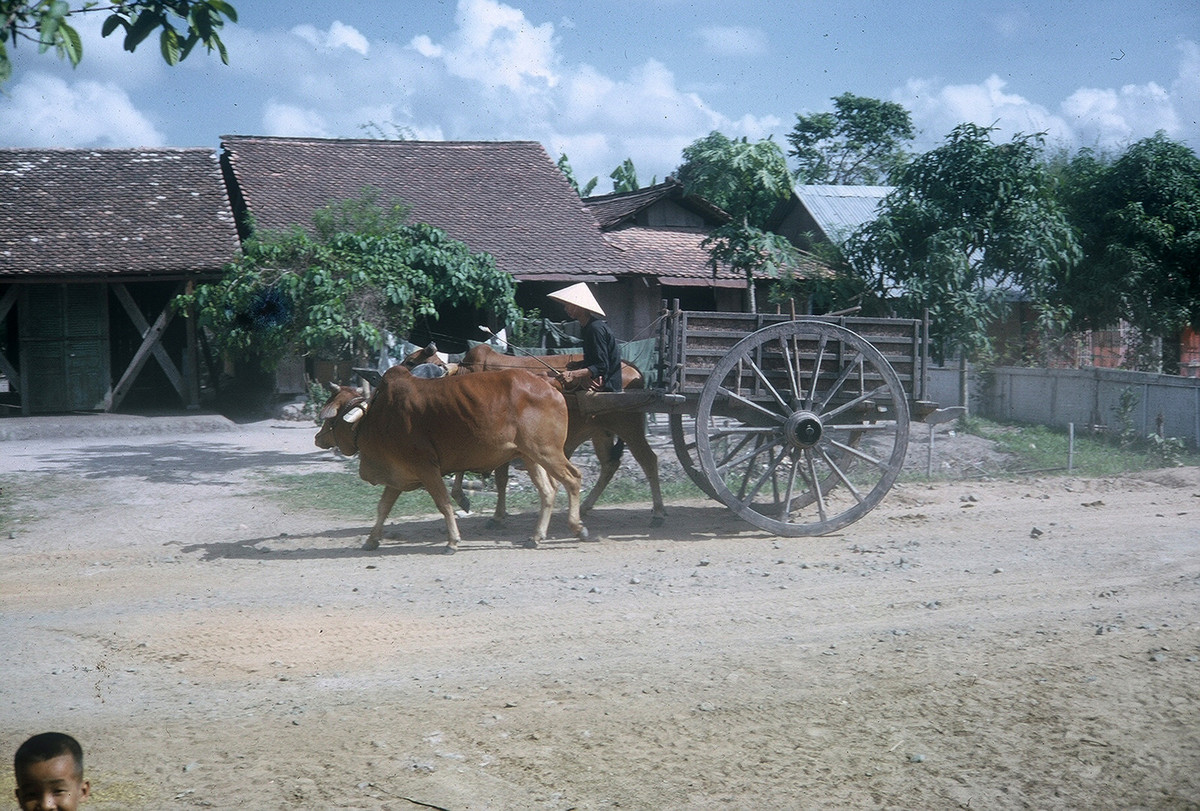 Xe bò kéo cũng không hiếm gặp. Ảnh: William Smith.