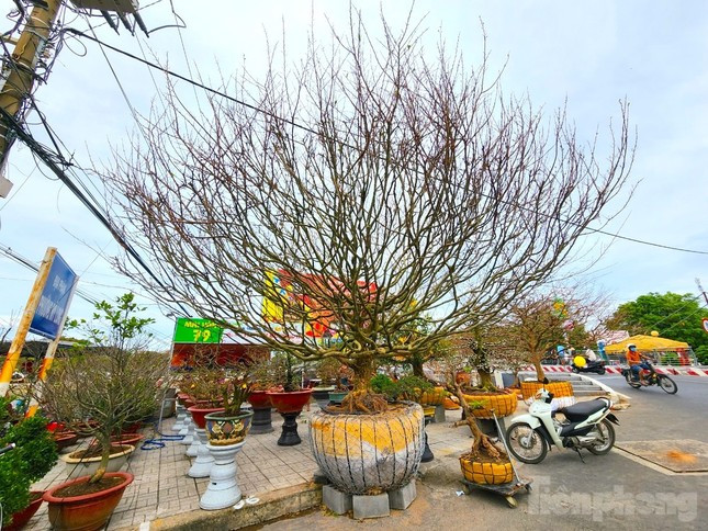 Cây mai 2 tỷ đồng đang được anh Giang bày bán - Ảnh: Kim Hà.