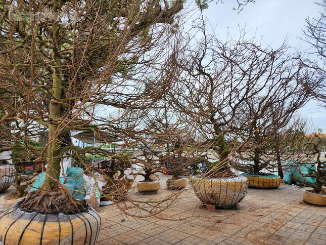 Năm nay, anh Giang chỉ bày bán những cây giá vài chục đến vài trăm triệu. Ngoài ra, hỗ trợ người bạn bán cây mai vàng giá 2 tỷ đồng - Ảnh: Kim Hà.