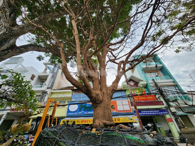 Theo chủ nhân của cây mai “Bàn tay 5 ngón”, cây này khoảng 40 năm tuổi. Trong một dịp tình cờ, anh nhìn thấy cây mai này trong vườn nhà của người quen, thấy thân cây to, hình dáng độc đáo nên ngỏ ý mua về chăm sóc. Anh Trãi cho biết, cây này chỉ bón phân nuôi gốc, còn bản thân nó là cây mai nguyên thuỷ, đã có hình dáng đẹp tự nhiên không cần phải ghép hay chỉnh sửa gì - Ảnh: Kim Hà.