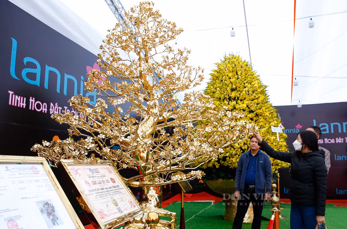 Theo anh Hoàng Văn Định (Đại diện đơn vị kinh doanh), đây là năm đầu tiên công ty của anh đưa sản phẩm mai vàng bằng đồng mạ vàng ra thị trường. "Cây mai vàng đã được sách kỷ lục Việt Nam trao chứng nhận cây mai đại phúc bằng đồng mạ vàng 24k lớn nhất Việt Nam", anh Định chia sẻ.