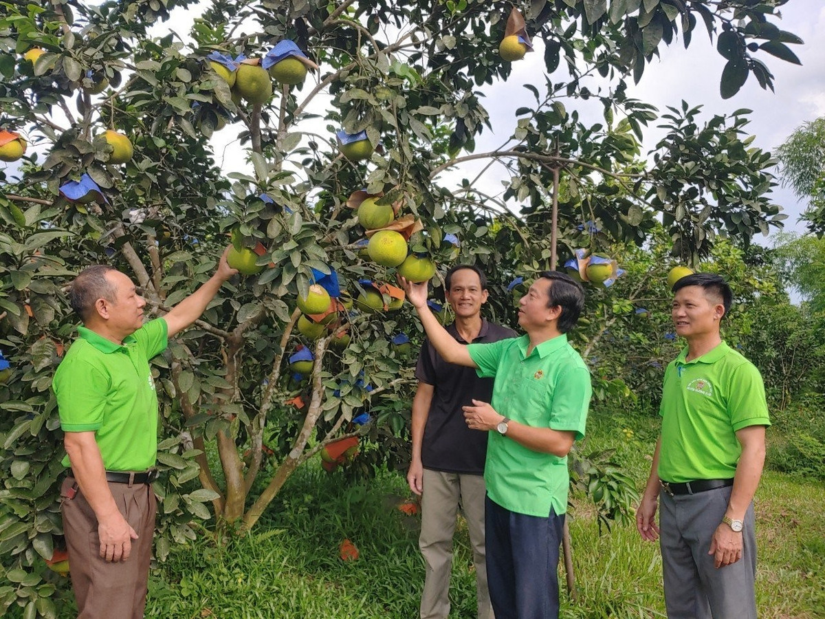 Huyện Hương Khê có 19/21 xã, thị trấn trồng bưởi, nổi bật là các xã: Hương Trạch, Phúc Trạch, Hương Đô, Lộc Yên, Gia Phố,... với tổng diện tích khoảng hơn 2.700 ha.