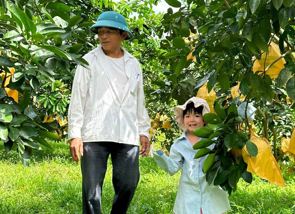 Dịp này ông Trần Văn Đức (66 tuổi) đang thu hoạch bưởi tại khu vườn rộng hơn 1ha tại xã Phúc Trạch, huyện Hương Khê để bán cho khách. Năm nay bưởi được mùa, ông Đức không giấu được niềm vui sướng khi nhìn khu vườn bưởi chín vàng. “Năm nay vườn bưởi có gần 10.000 quả, ước tính thu nhập hơn 300 triệu đồng/năm. Bưởi dù mới đầu mùa nhưng đã tiêu thụ được nhiều”, ông Đức kể.