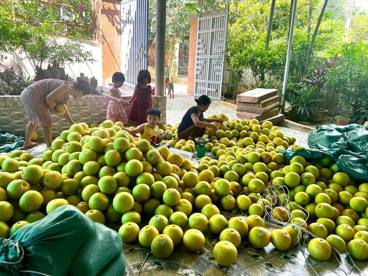 Vào mùa thu hoạch, mọi người trong gia đình ông Đức tất bật với công việc hái và đóng bưởi gửi cho khách hàng. Dù đầu mùa nhưng số lượng tiêu thụ nhanh hơn so với các năm.