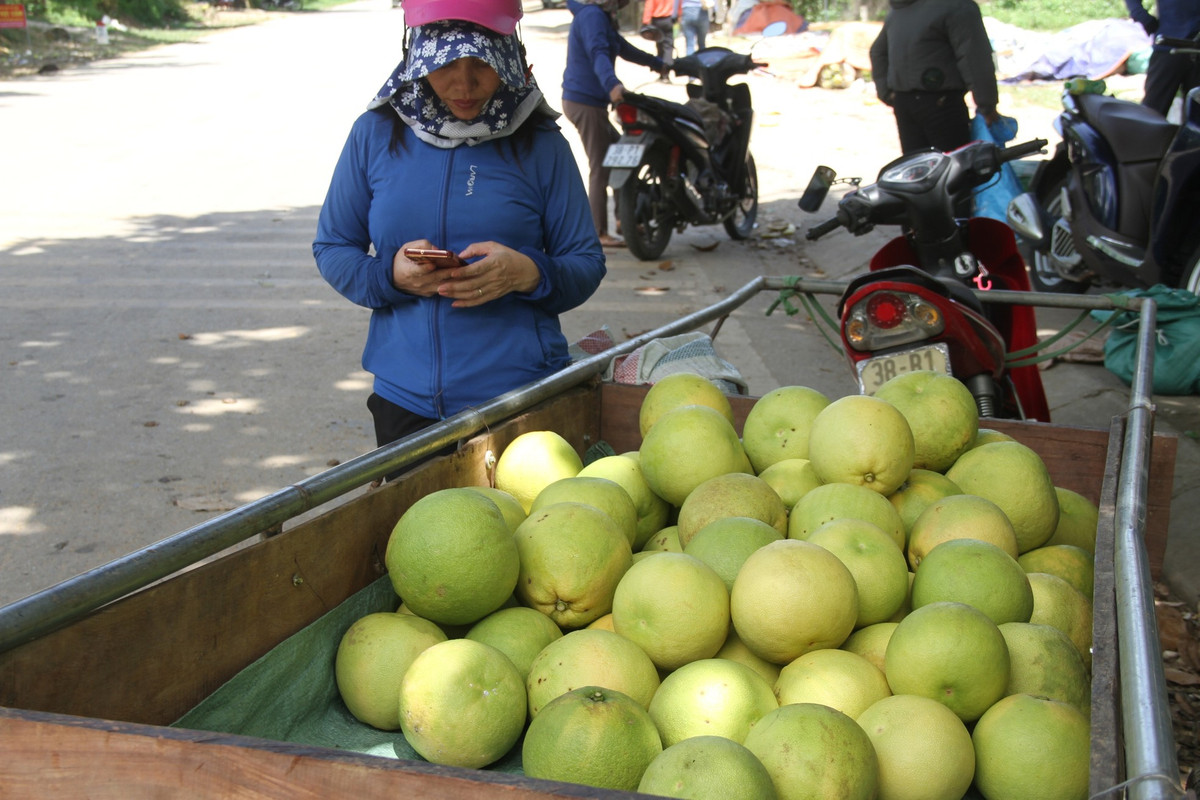 Khung cảnh nhộn nhịp tại thủ phủ bưởi Phúc Trạch vào mùa thu hoạch.